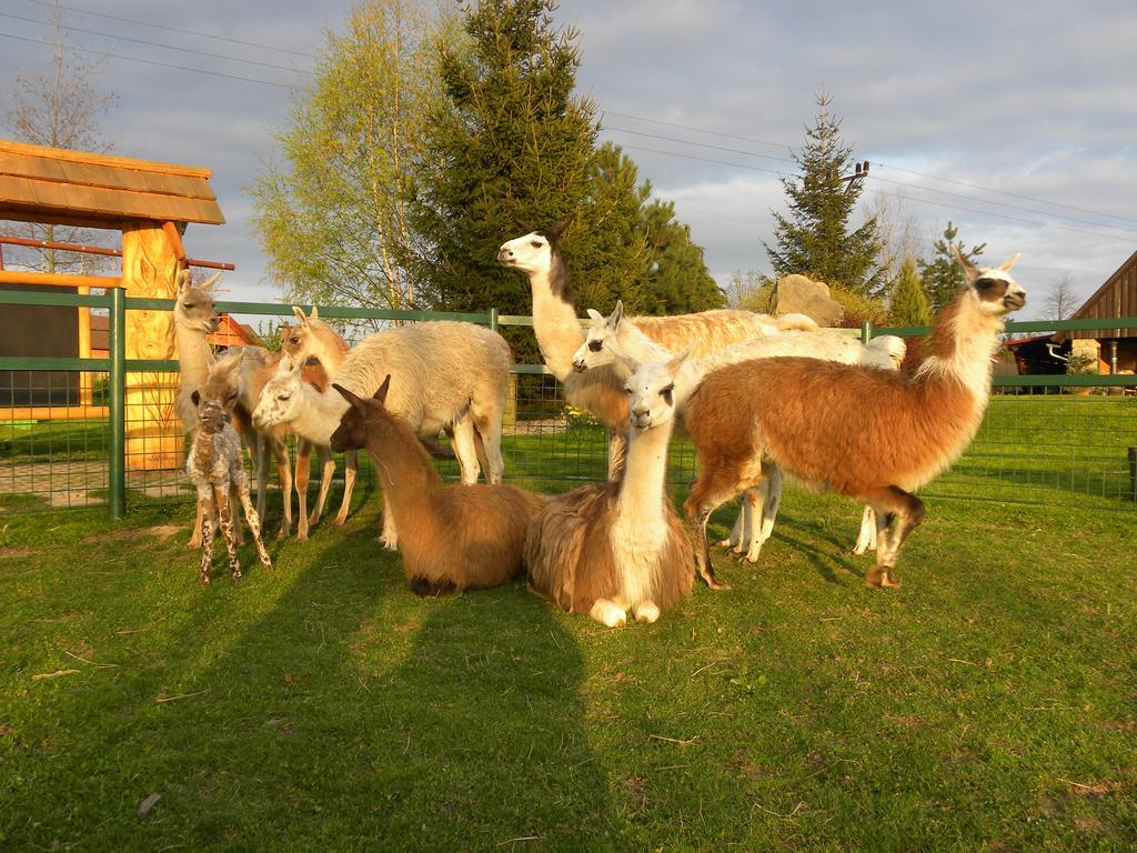 Séjour à la ferme Farma Wenet
