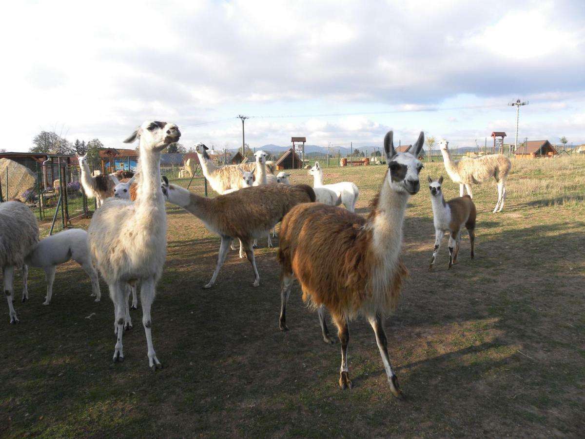 Farma Wenet Farm stay *
